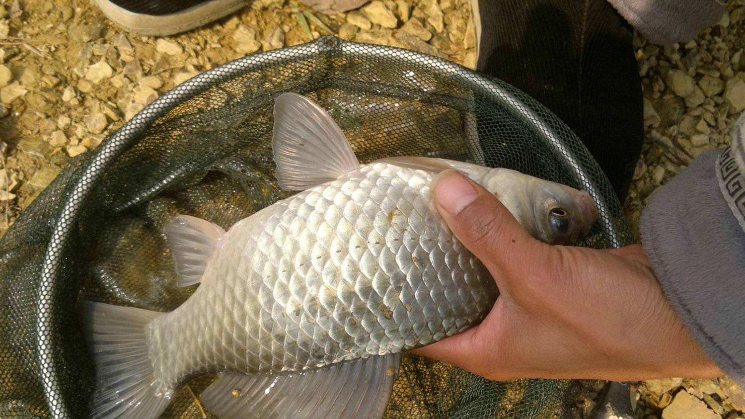 初秋野钓鲫鱼饵的5个特点，初秋鲫鱼连竿上