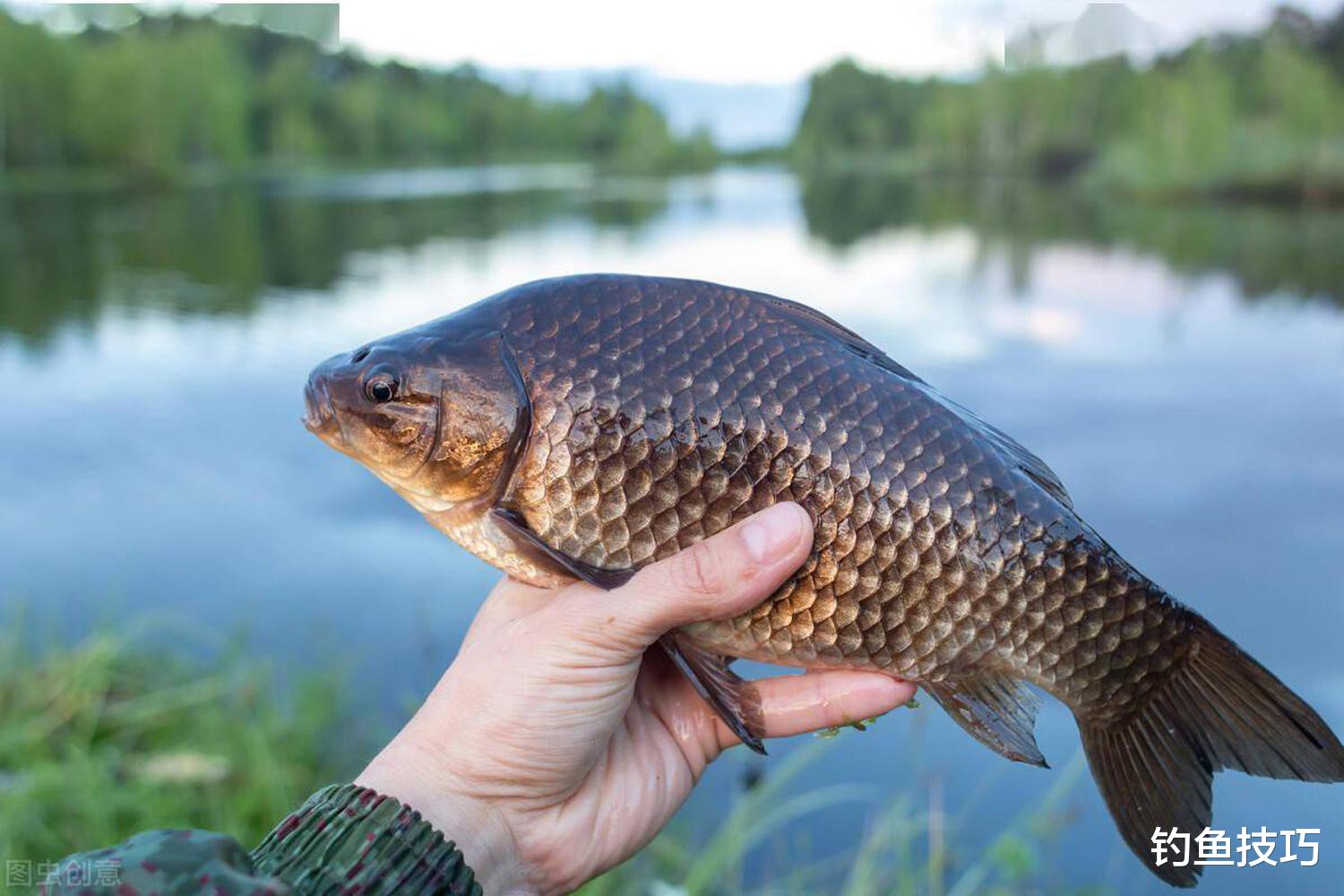 初秋野钓鲫鱼饵的5个特点，初秋鲫鱼连竿上