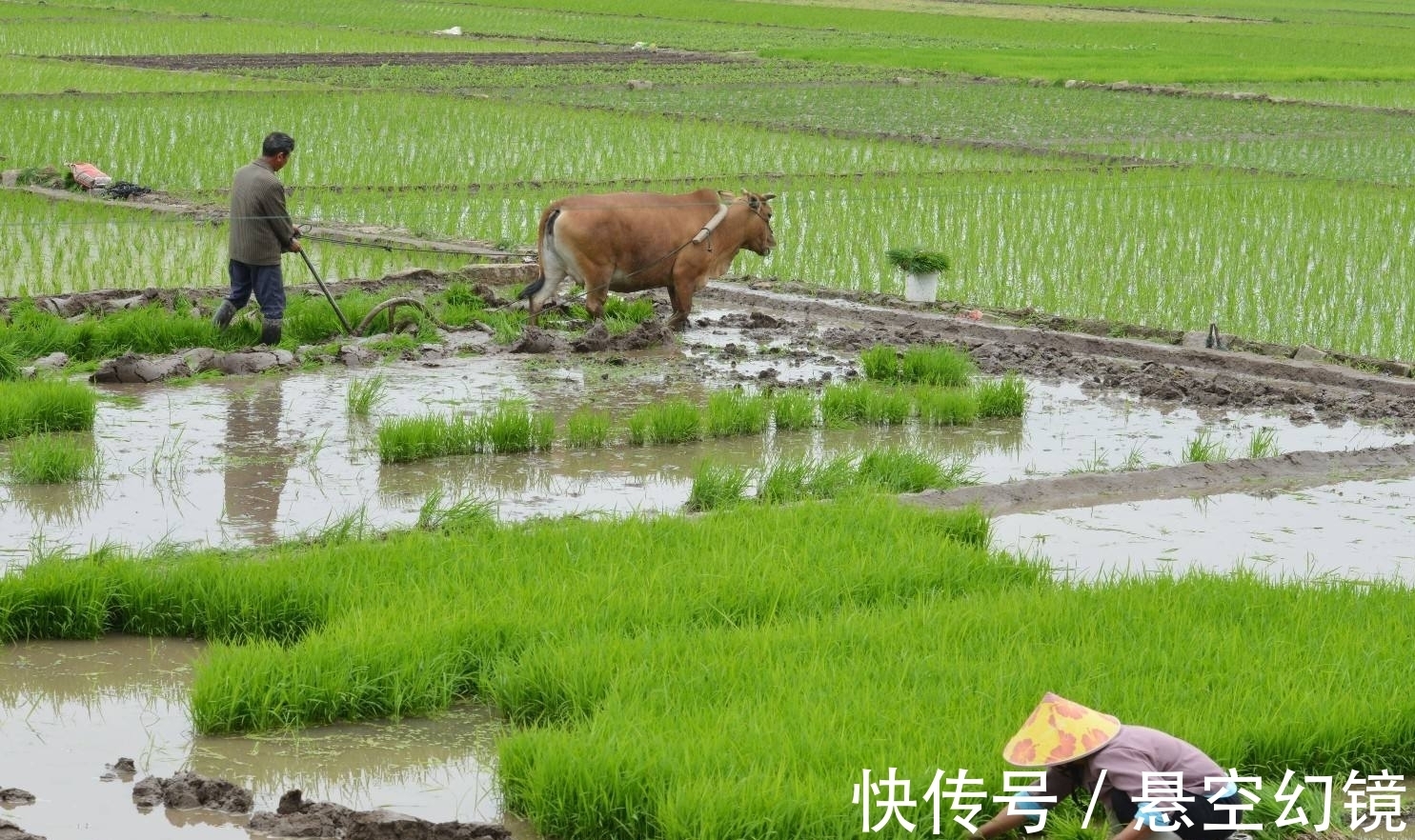 佳作&郑板桥的一首佳作，意到笔随，展现了乡村生活的苦乐悲欢